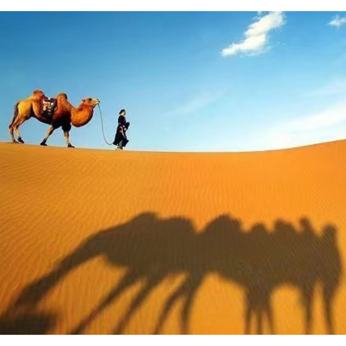 Silk Road CASILKSILKY